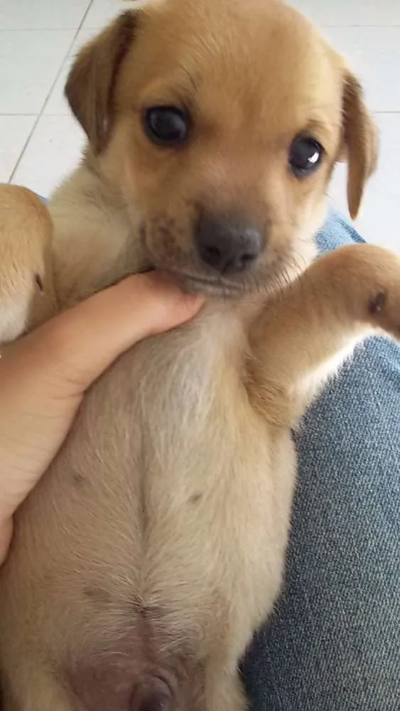 Cachorro raça sem raça definida idade Abaixo de 2 meses nome sem nome