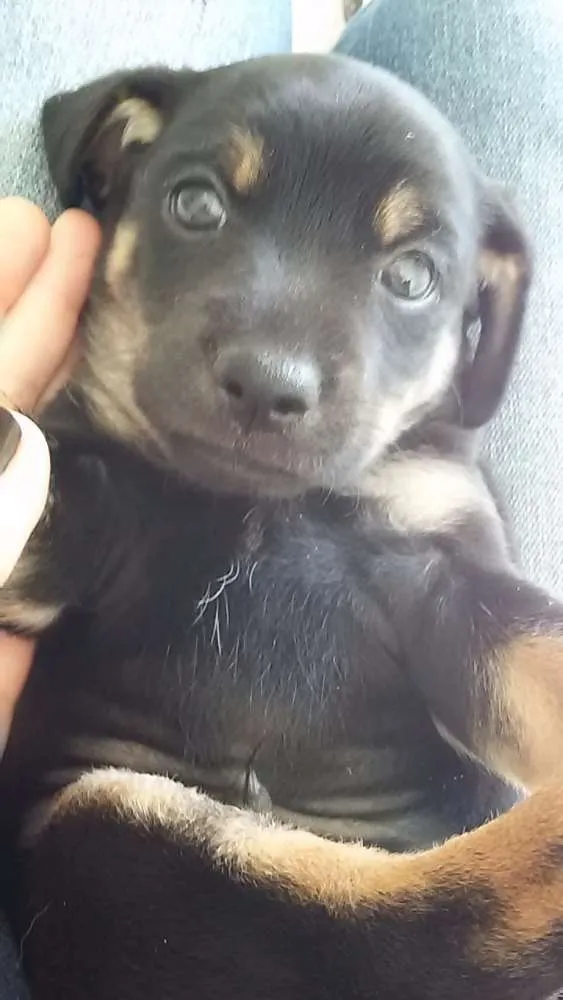 Cachorro raça sem raça definida idade Abaixo de 2 meses nome sem nome