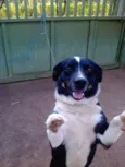 rabito