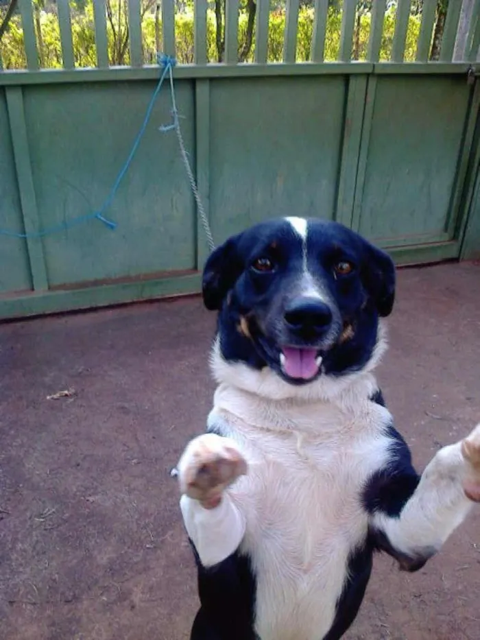 Cachorro ra a sem raça defenida idade 4 anos nome rabito