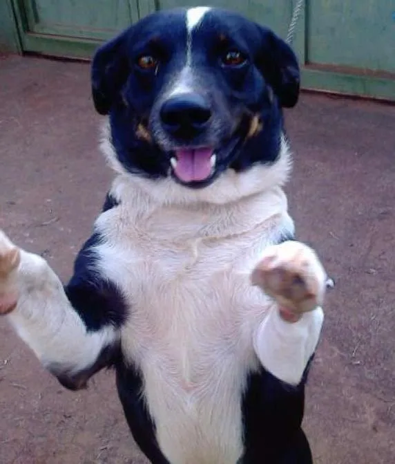 Cachorro ra a sem raça defenida idade 4 anos nome rabito