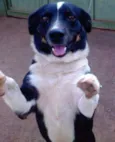 rabito