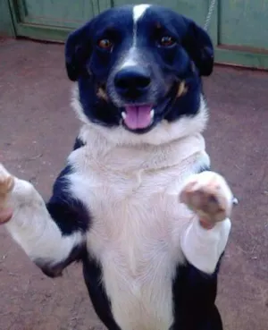 Cachorro raça sem raça definida idade 4 anos nome rabito