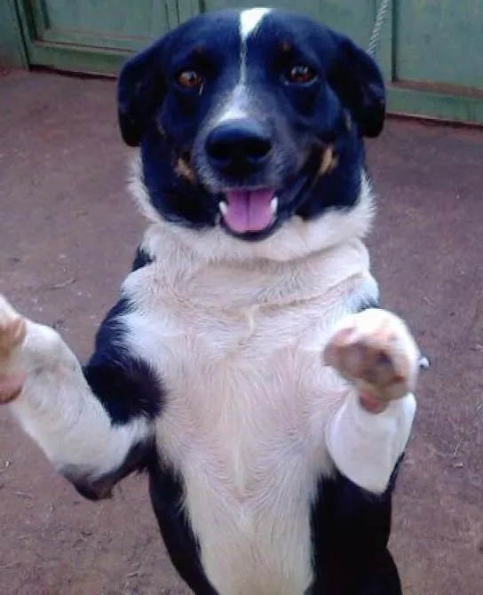 Cachorro ra a sem raça definida idade 4 anos nome rabito