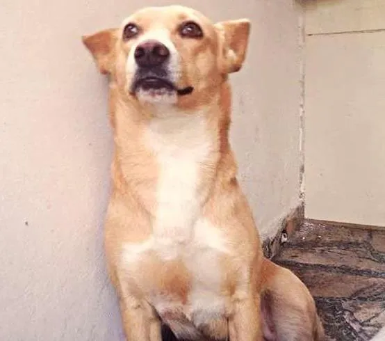 Cachorro ra a SRD idade 4 anos nome vida