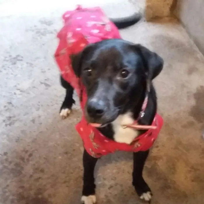 Cachorro ra a Srd idade 1 ano nome Mocinha