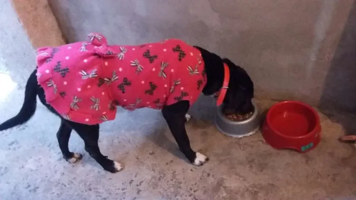 Cachorro ra a Srd idade 1 ano nome Mocinha