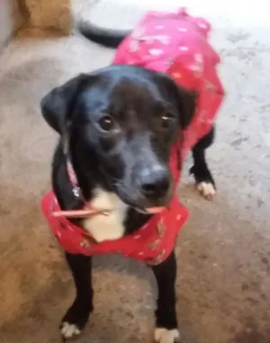 Cachorro raça Srd idade 1 ano nome Mocinha