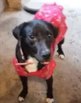 Mocinha