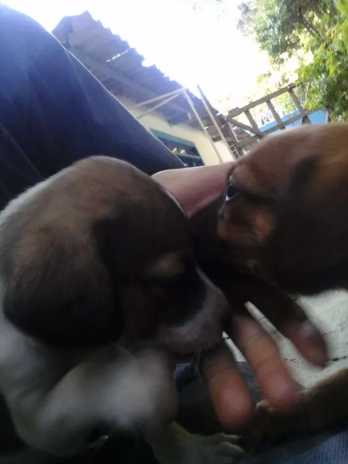 Cachorro raça Vira lata idade Abaixo de 2 meses nome sem nome