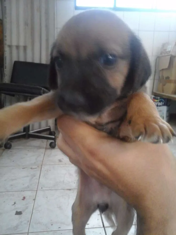 Cachorro raça Vira lata idade Abaixo de 2 meses nome sem nome