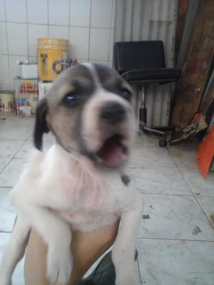 Cachorro raça Vira lata idade Abaixo de 2 meses nome sem nome