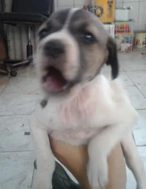 Cachorro raça Vira lata idade Abaixo de 2 meses nome sem nome