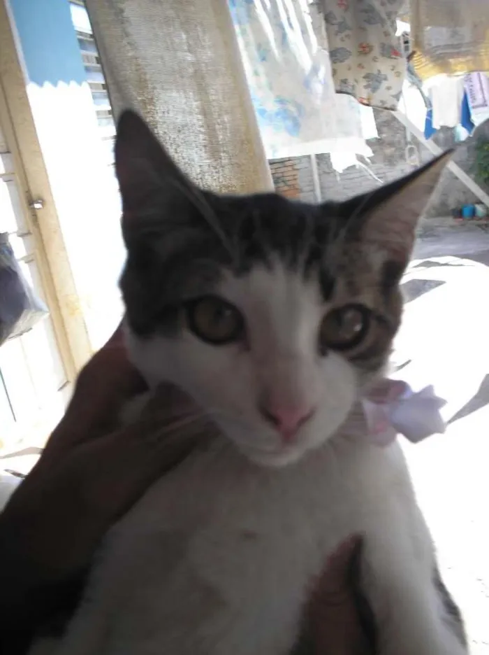 Gato ra a SRD idade 2 a 6 meses nome Fofucho