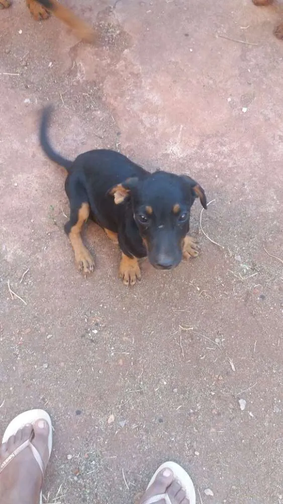 Cachorro ra a vira lata com basse  idade Abaixo de 2 meses nome sem nome 