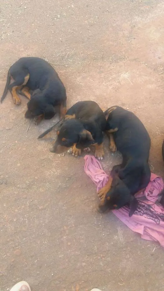 Cachorro ra a vira lata com basse  idade Abaixo de 2 meses nome sem nome 