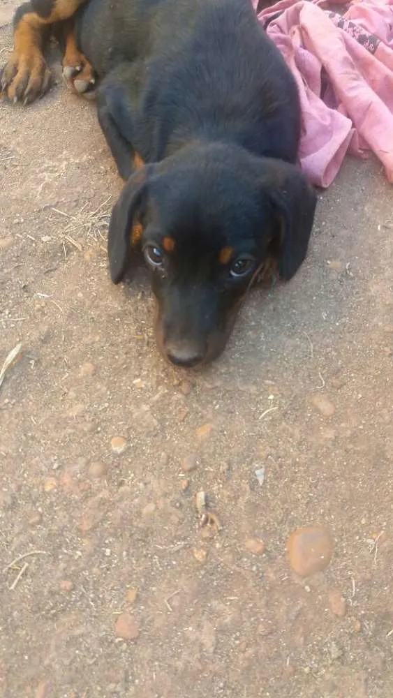 Cachorro ra a vira lata com basse  idade Abaixo de 2 meses nome sem nome 