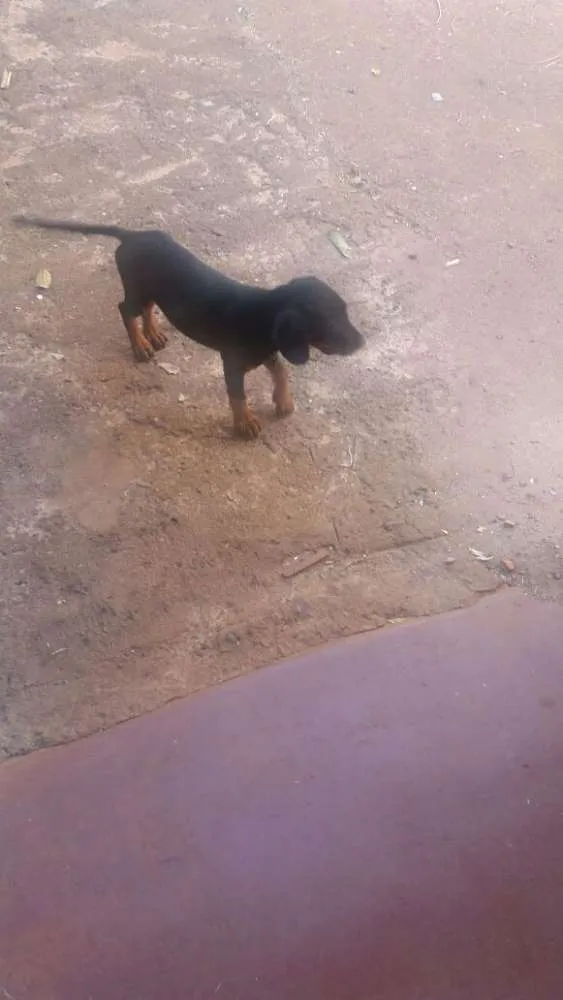 Cachorro ra a vira lata com basse  idade Abaixo de 2 meses nome sem nome 
