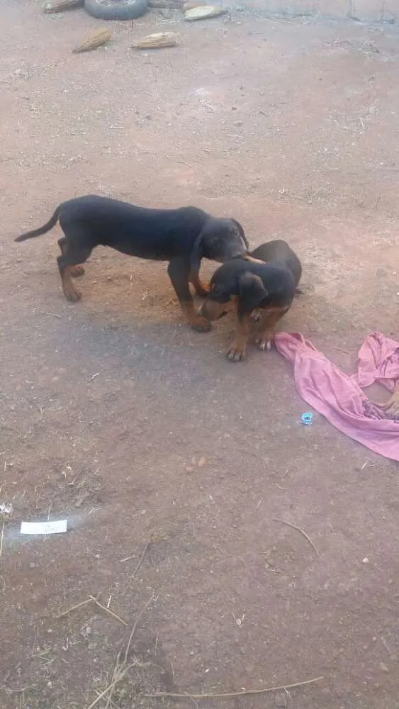 Cachorro ra a vira lata com basse  idade Abaixo de 2 meses nome sem nome 