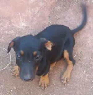 Cachorro raça vira lata com basse  idade Abaixo de 2 meses nome sem nome 