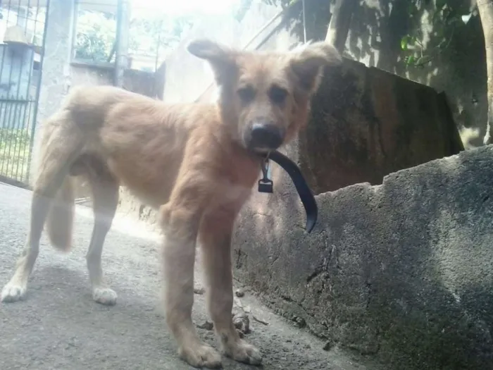 Cachorro ra a São Bernardo com vira lata  idade 7 a 11 meses nome Beethoven