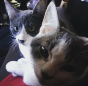 Gato raça Sem raça idade 1 ano nome Pedro e Pablo