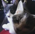 Pedro e Pablo