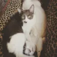 Pedro e Pablo