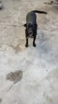mel,e pretinha