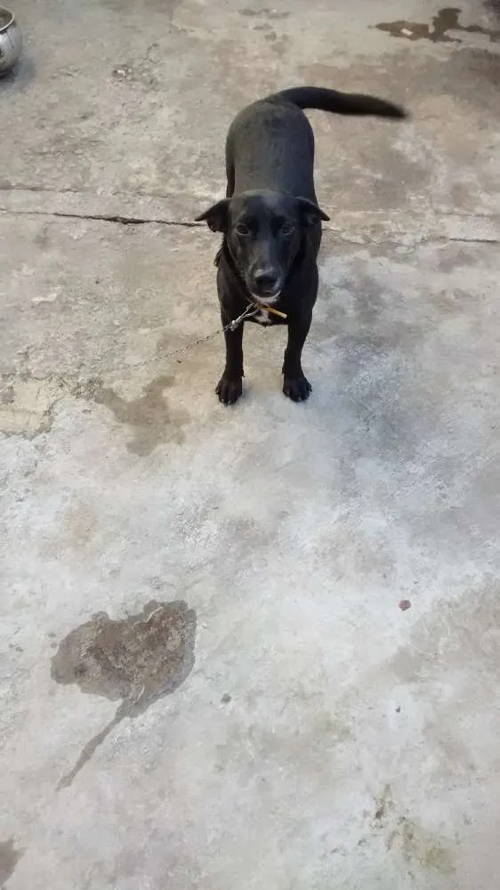 Cachorro raça viralata idade 7 a 11 meses nome mel,e pretinha