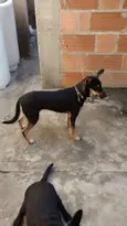 mel,e pretinha