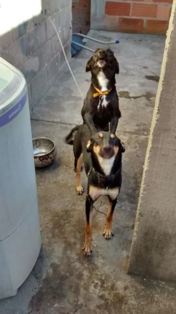 Cachorro raça viralata idade 7 a 11 meses nome mel,e pretinha