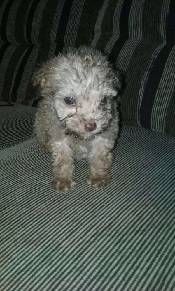 Cachorro ra a Poodle idade Abaixo de 2 meses nome Bebes poodles