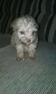 Bebes poodles