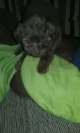 Bebes poodles