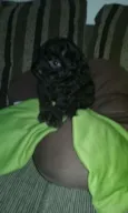Bebes poodles