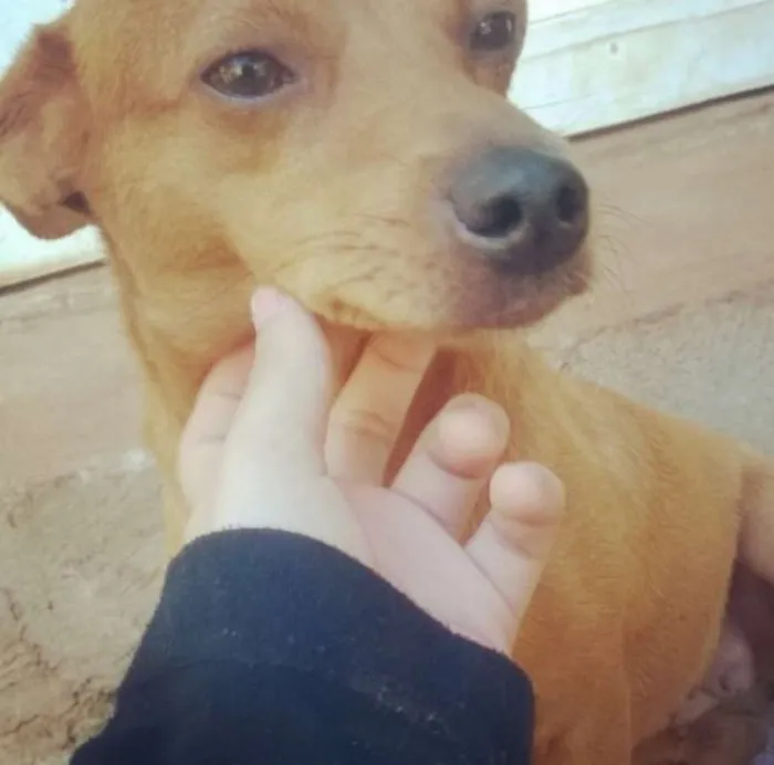 Cachorro ra a Pinscher idade 2 anos nome Pitty