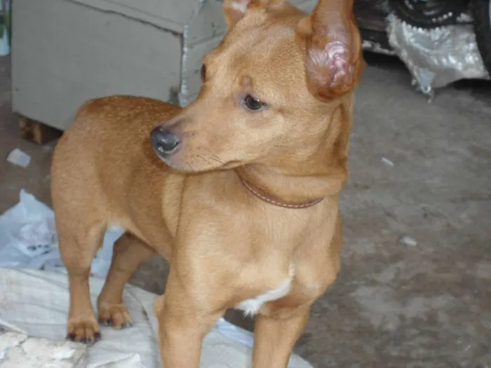 Cachorro ra a Pinscher idade 2 anos nome Pitty