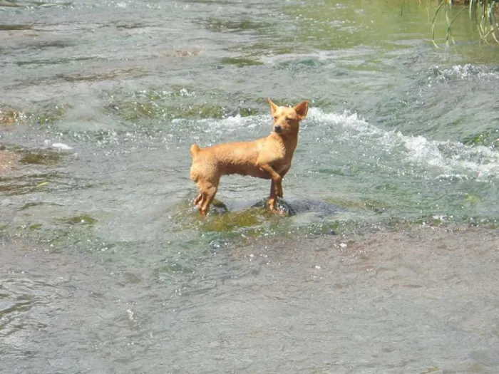 Cachorro ra a Pinscher idade 2 anos nome Pitty