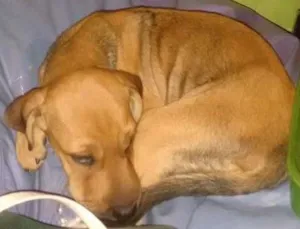 Cachorro raça RND idade 7 a 11 meses nome Lola
