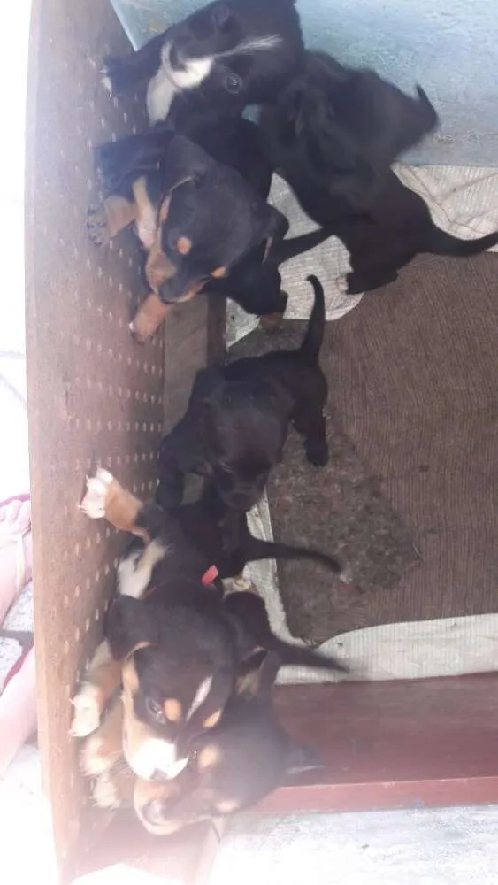 Cachorro raça Bassê idade Abaixo de 2 meses nome Sem nomes