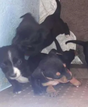 Cachorro raça Bassê idade Abaixo de 2 meses nome Sem nomes
