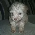 Bebes poodles