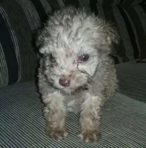 Cachorro raça Poodle idade Abaixo de 2 meses nome Bebes poodles