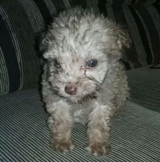 Cachorro ra a Poodle idade Abaixo de 2 meses nome Bebes poodles