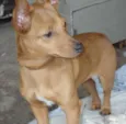 Pitty
