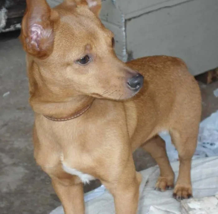 Cachorro ra a Pinscher idade 2 anos nome Pitty