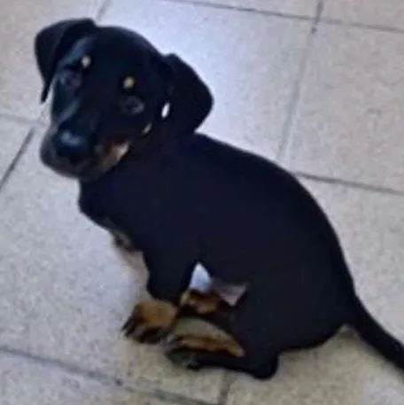 Cachorro ra a Basset-Cofap idade 2 a 6 meses nome Duda GRATIFICA