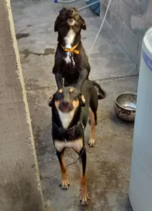 Cachorro raça viralata idade 7 a 11 meses nome mel,e pretinha