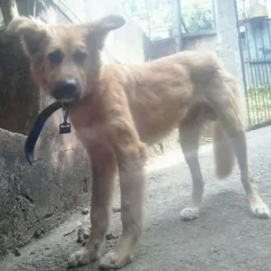 Cachorro raça São Bernardo com vira lata  idade 7 a 11 meses nome Beethoven